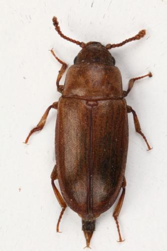 Réf. 346 893 : Antherophagus pallens